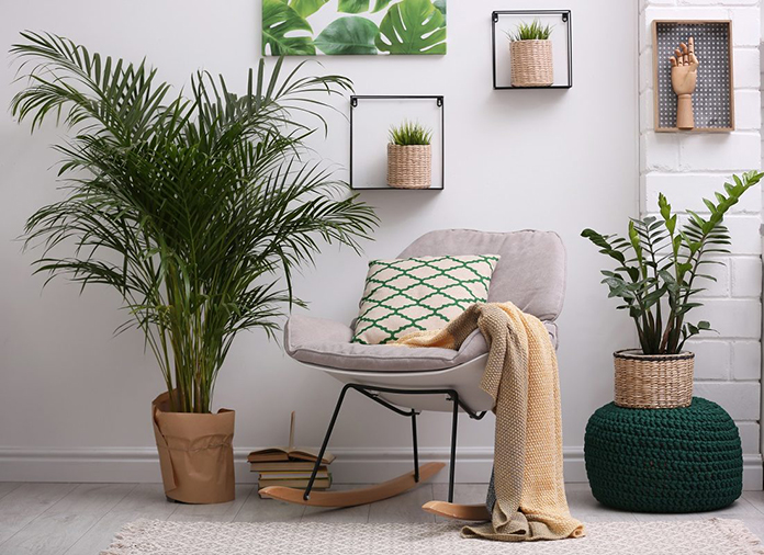 Plantas de Interior Monstera
