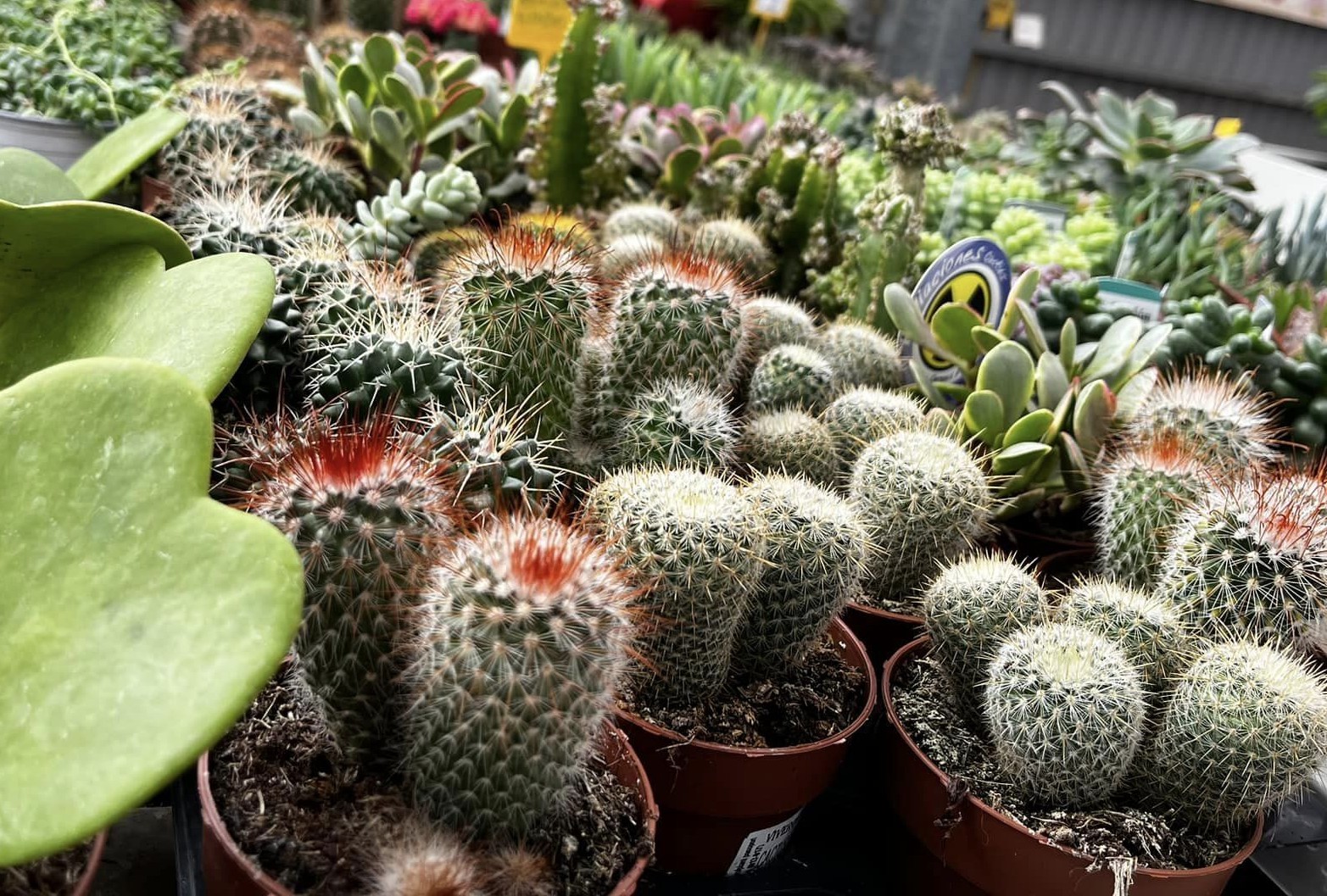 Colección de Cactus y Suculentas