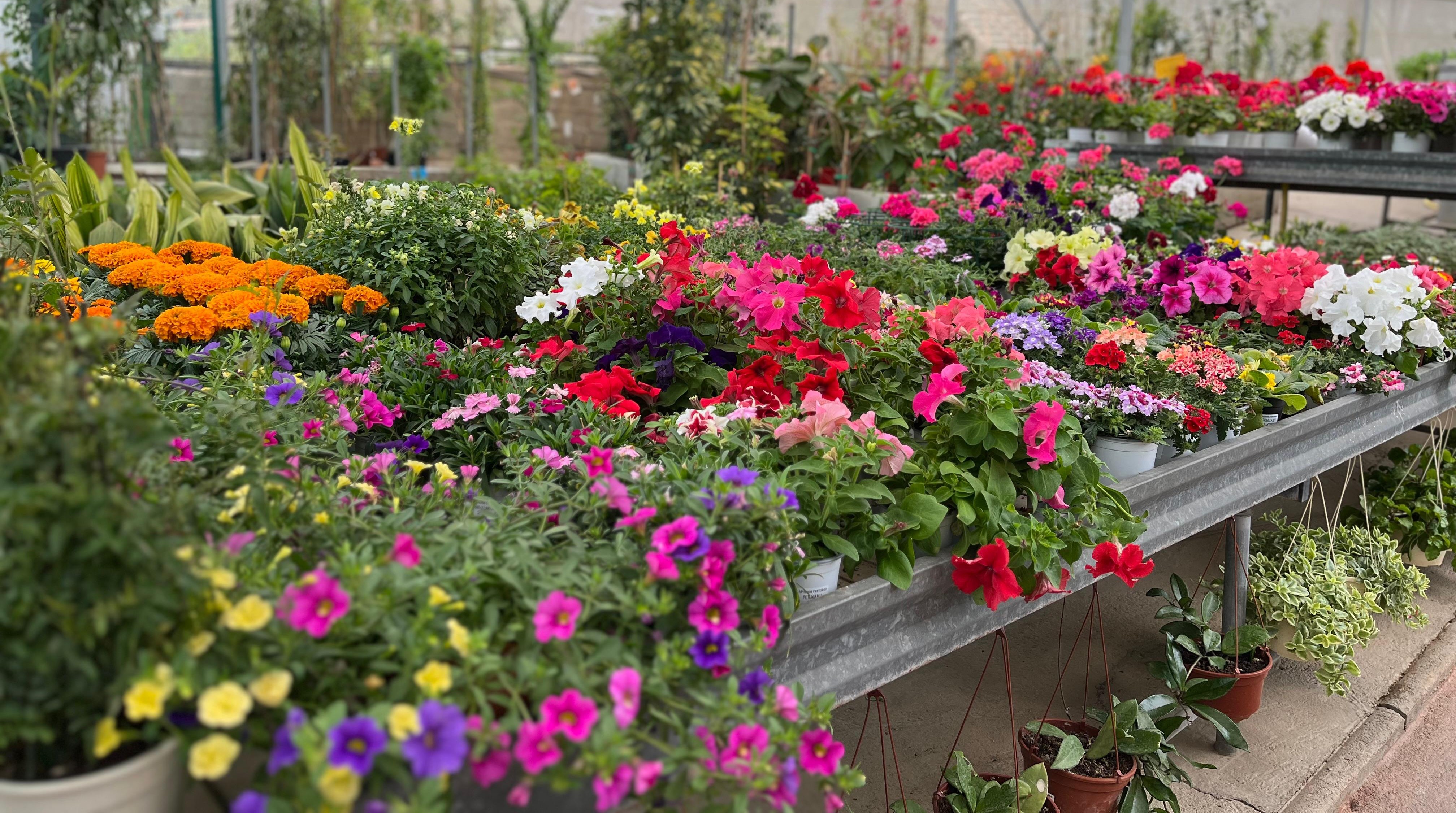 Plantas de Exterior y Flores